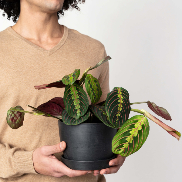 Indoor Plants