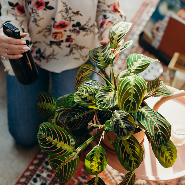 Misting a Red Prayer Plant
