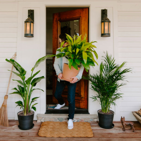Woman hugging Norfolk Pine