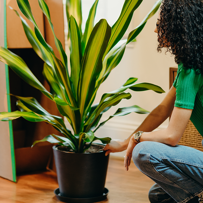 Opening a potted, living room ready plant