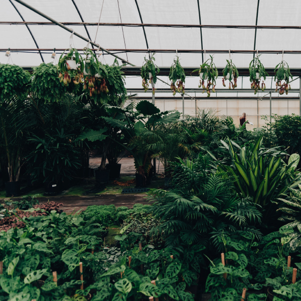 Inside the greenhouse