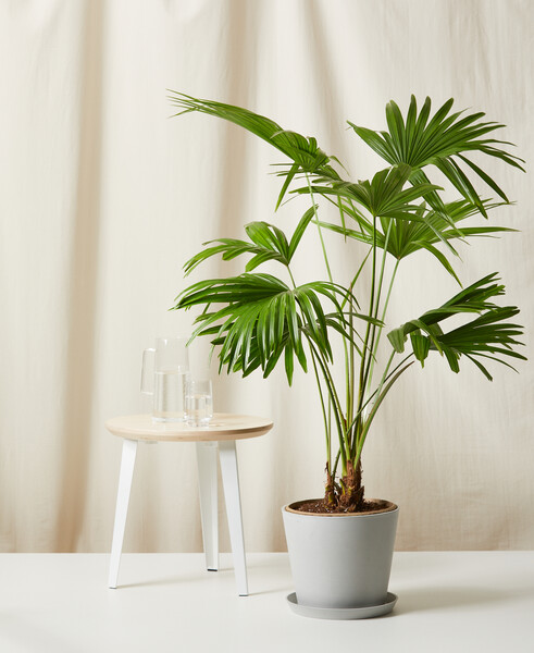 Chinese Fan Palm