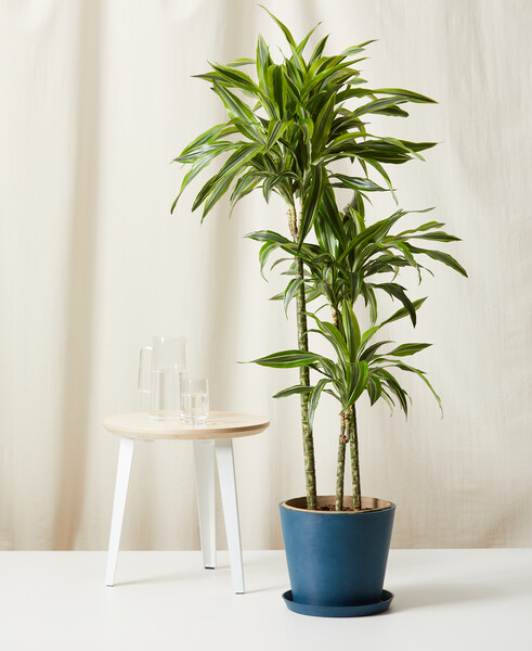 Dracaena Gold Star