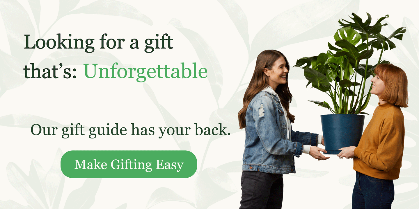 Looking for a gift?