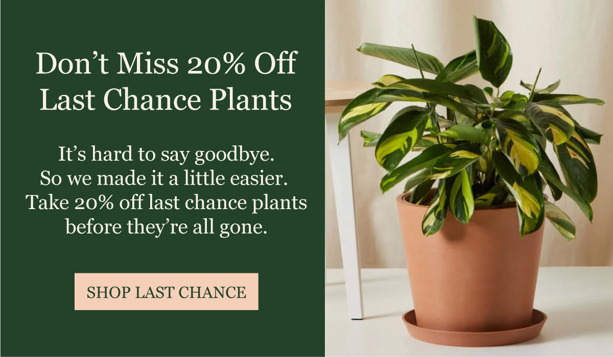 Don't Miss 20% Off Last Chance Plants | It's hard to say goodbye. So we made it a little easier. Take 20% off last chance plants before they're all gone. | SHOP LAST CHANCE