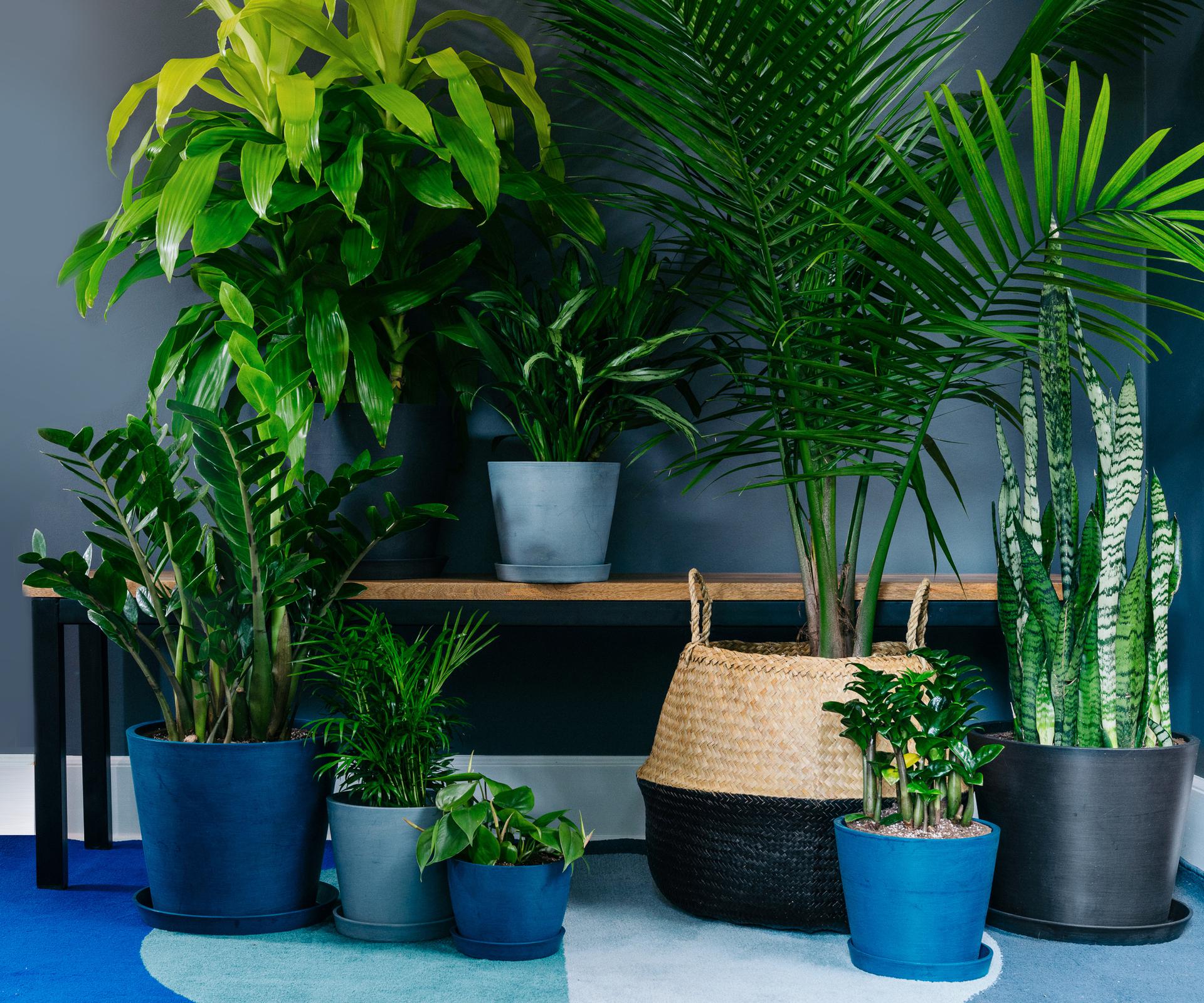 A dark room with 8 different potted plants