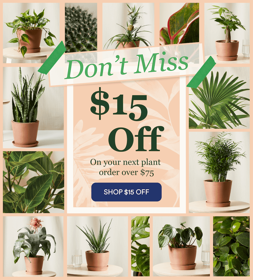 Weekend flash sale!