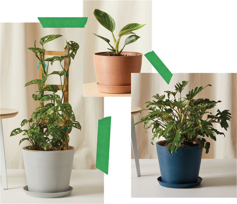 A collage of three potted plants: a Monstera with a Trellis, and two Philodendrons.