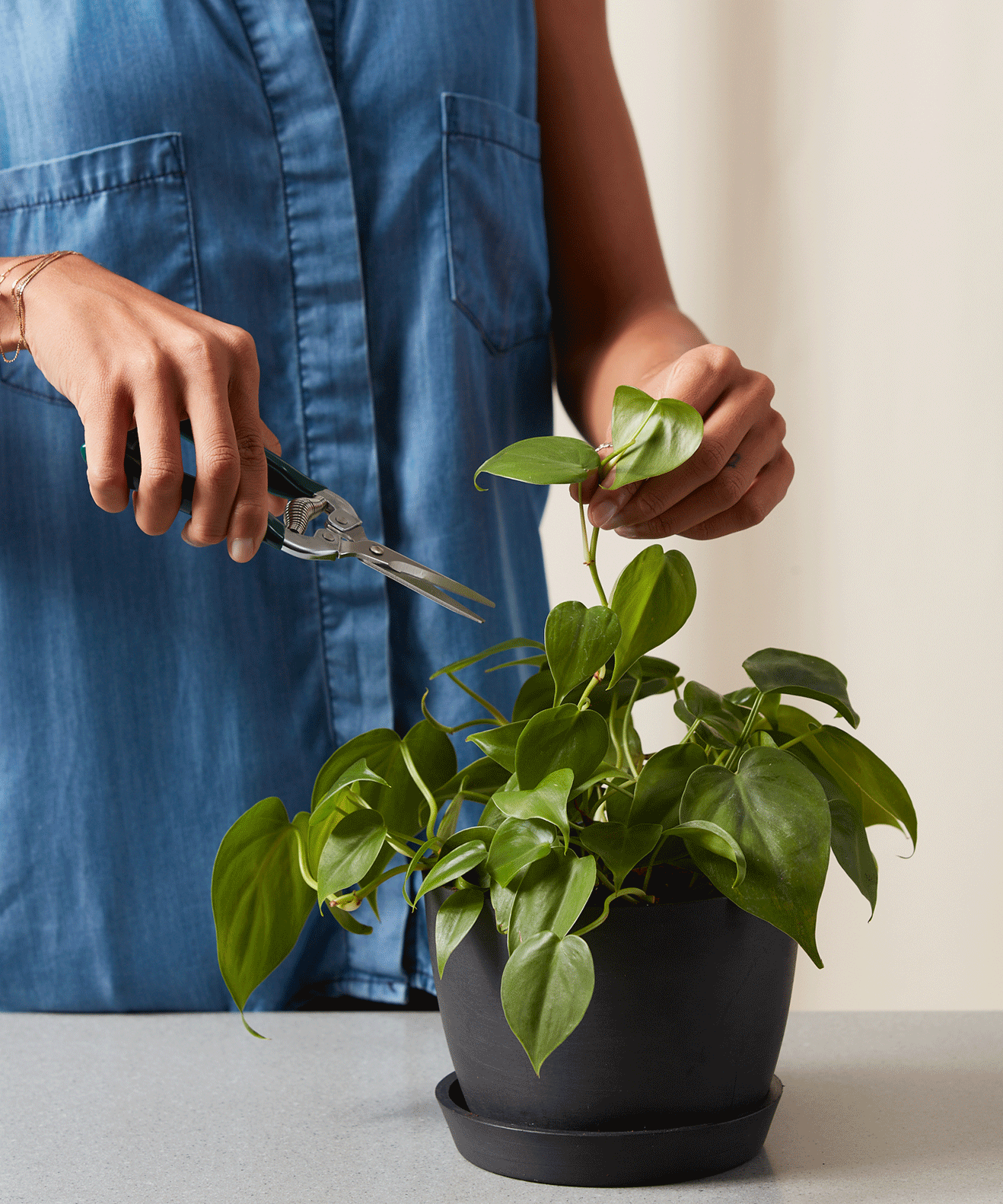 Gif of a woman snipping a philodendron heartleaf plant