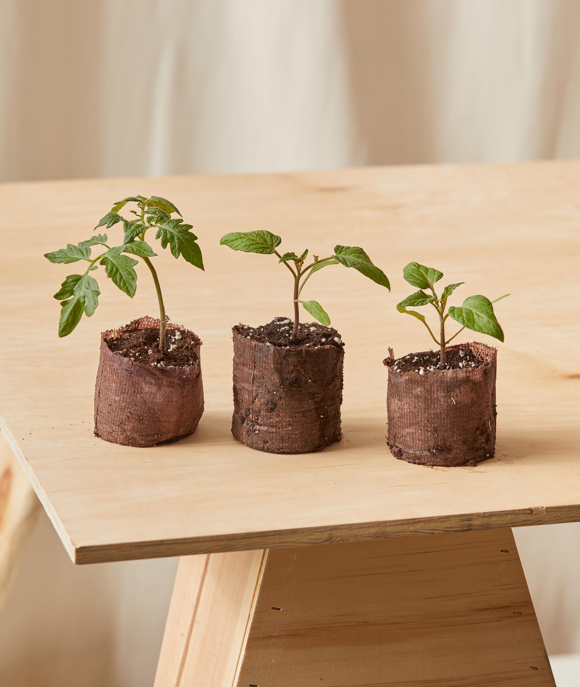 Heirloom Tomato Kit