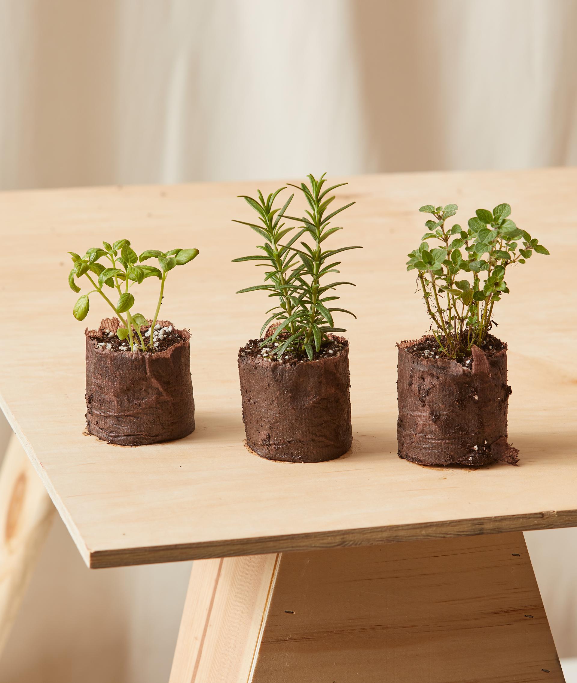 Italian Herbs Kit