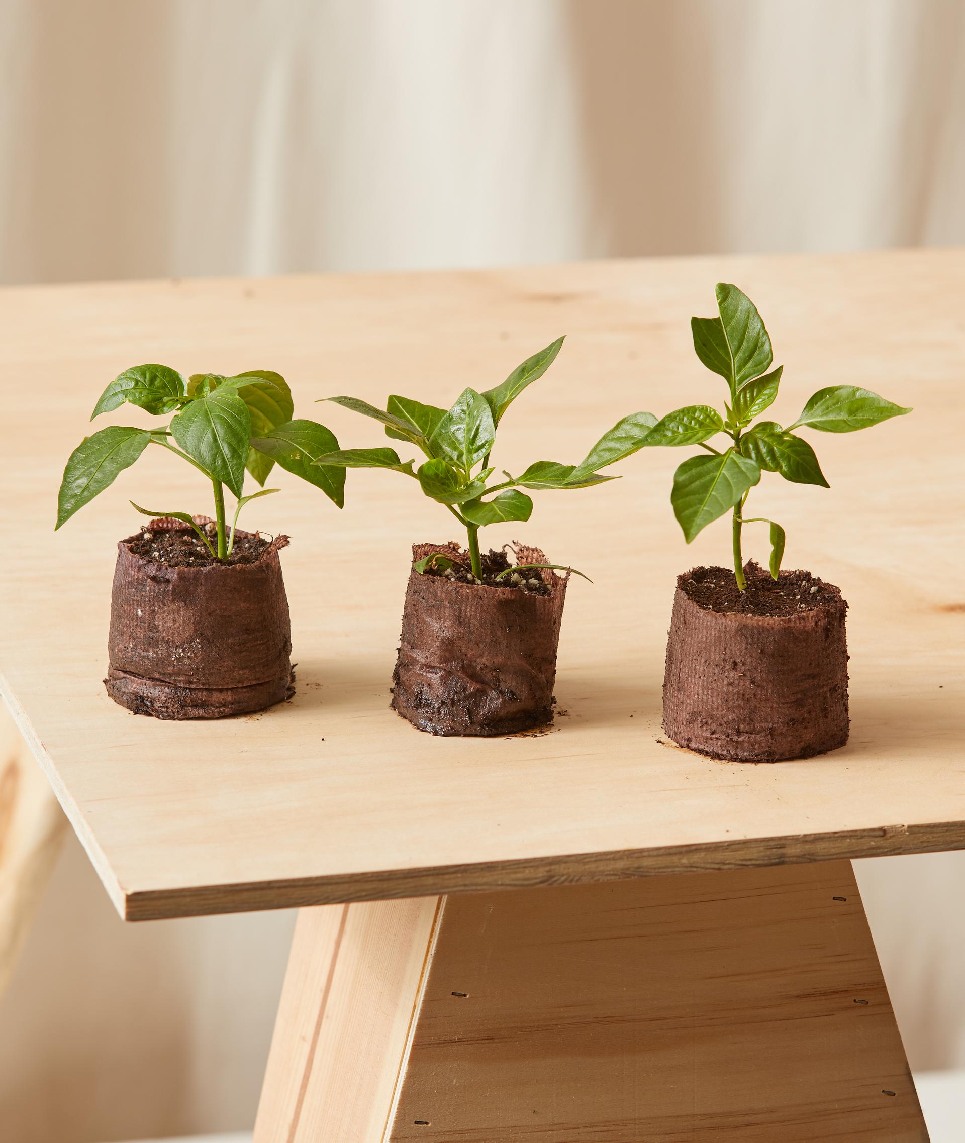 Sweet Pepper Kit