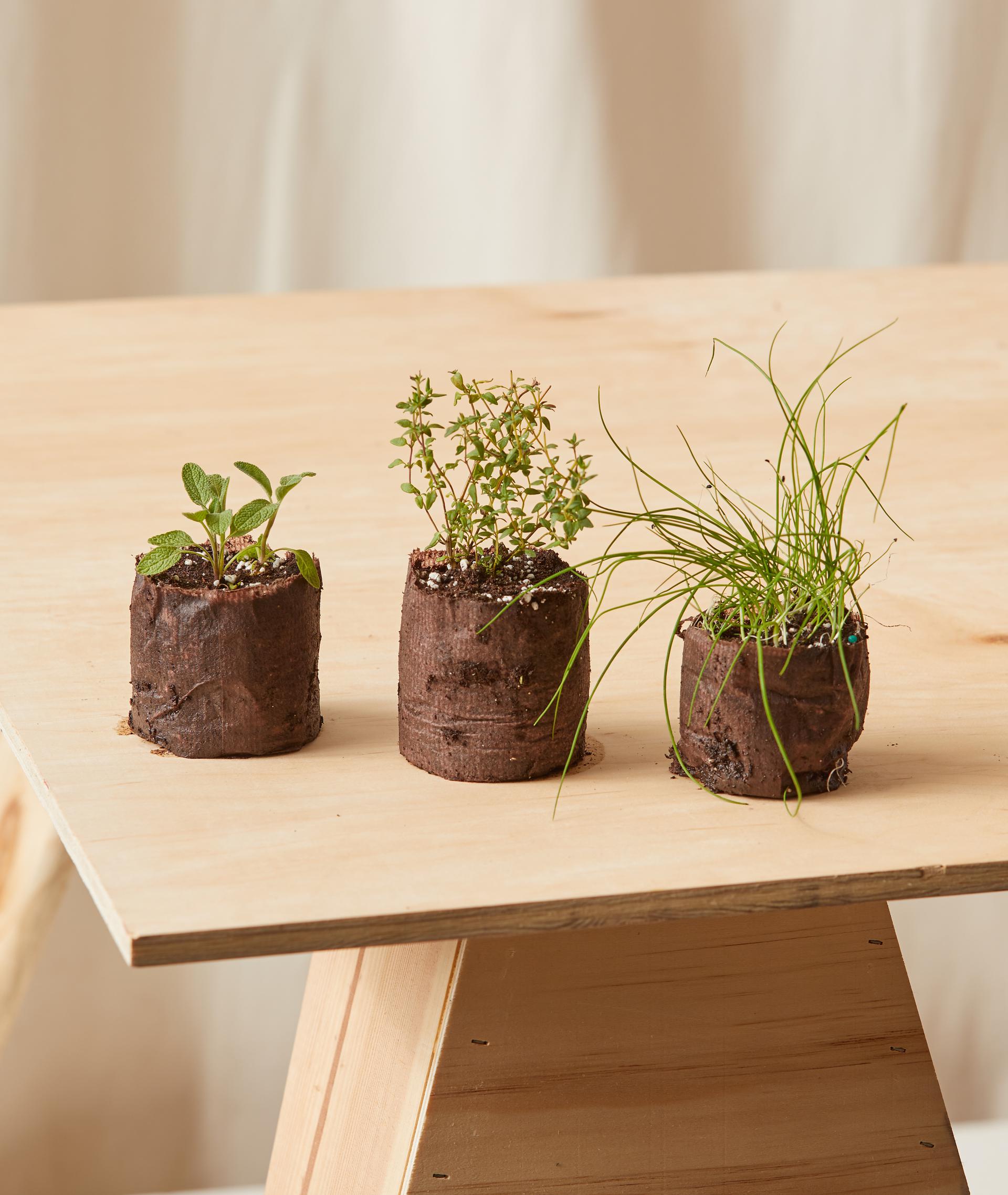Savory Herbs Kit
