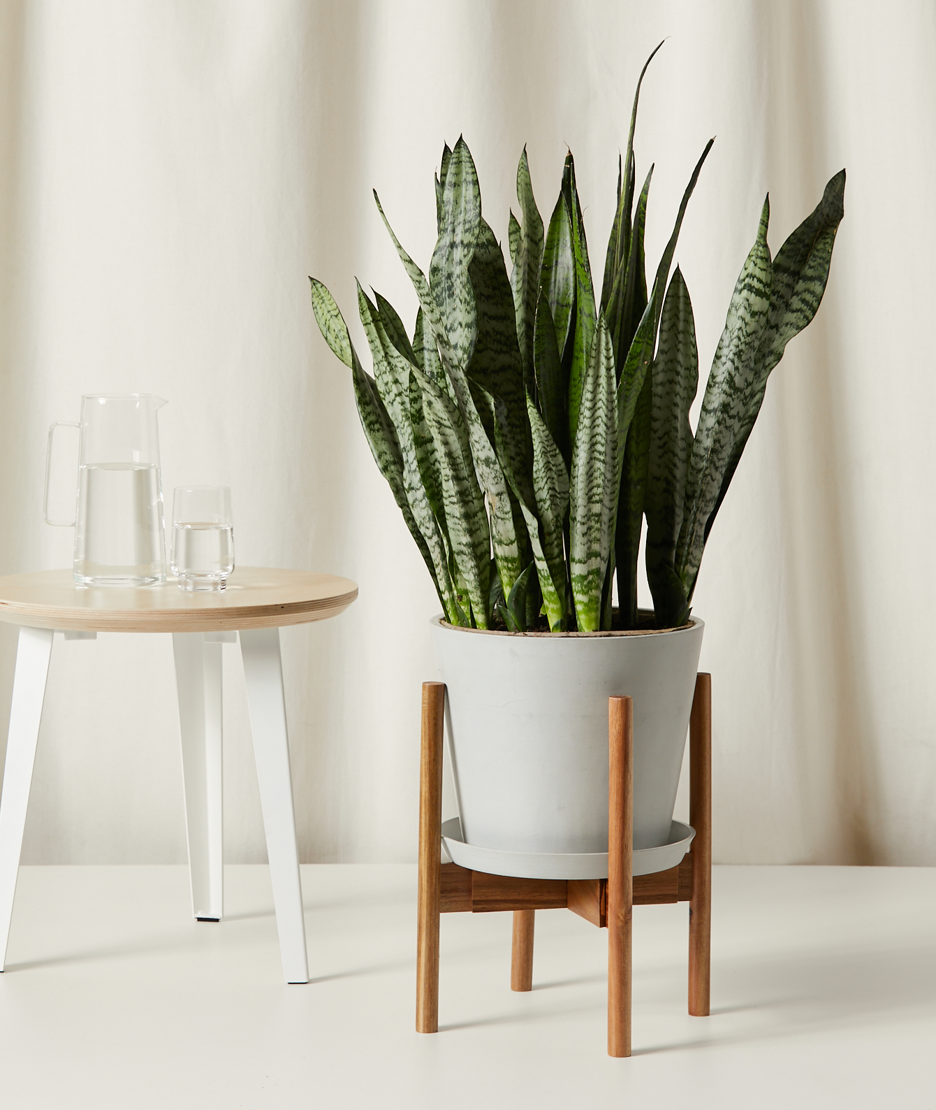Potted Sansevieria Plant in a Plant Stand