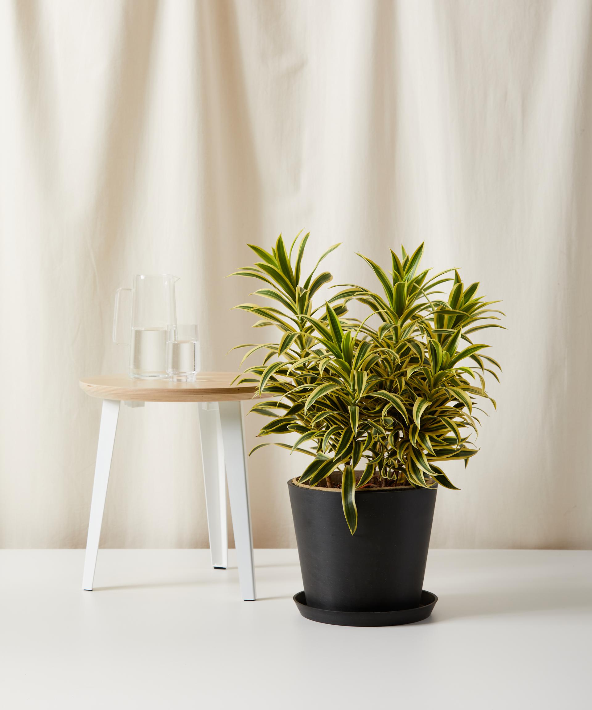 Dracaena Song of India