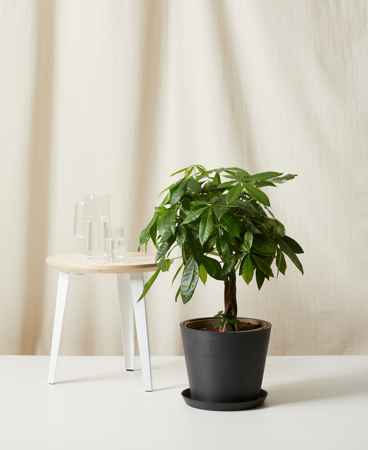 A Money Tree in a Charcoal Pot
