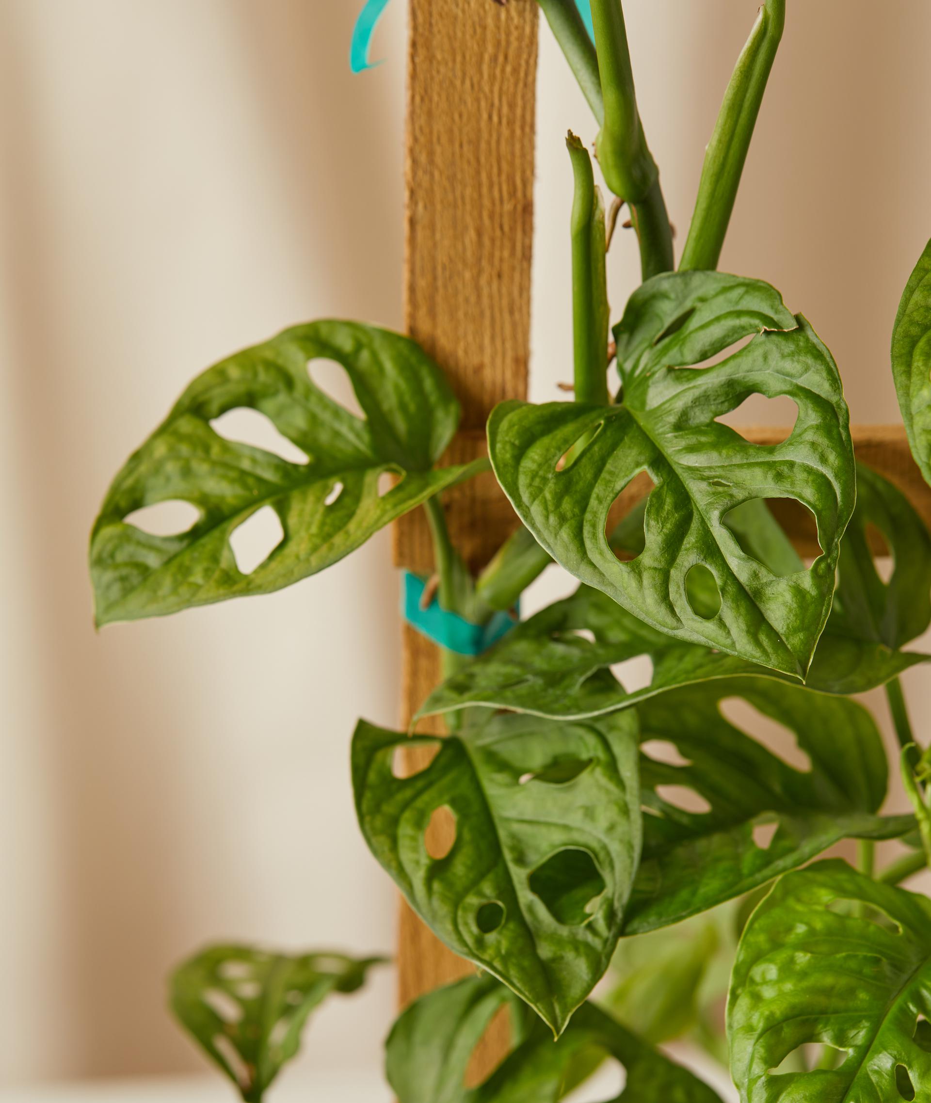 A close up of the Monstera Adansonii
