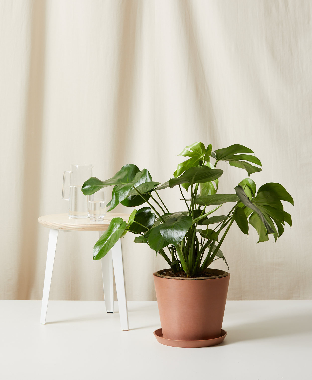 Monstera