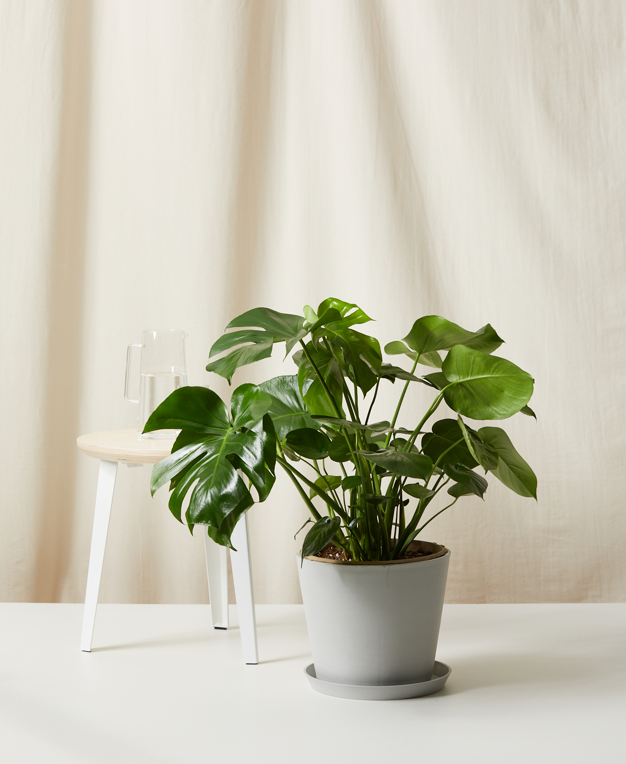 Monstera