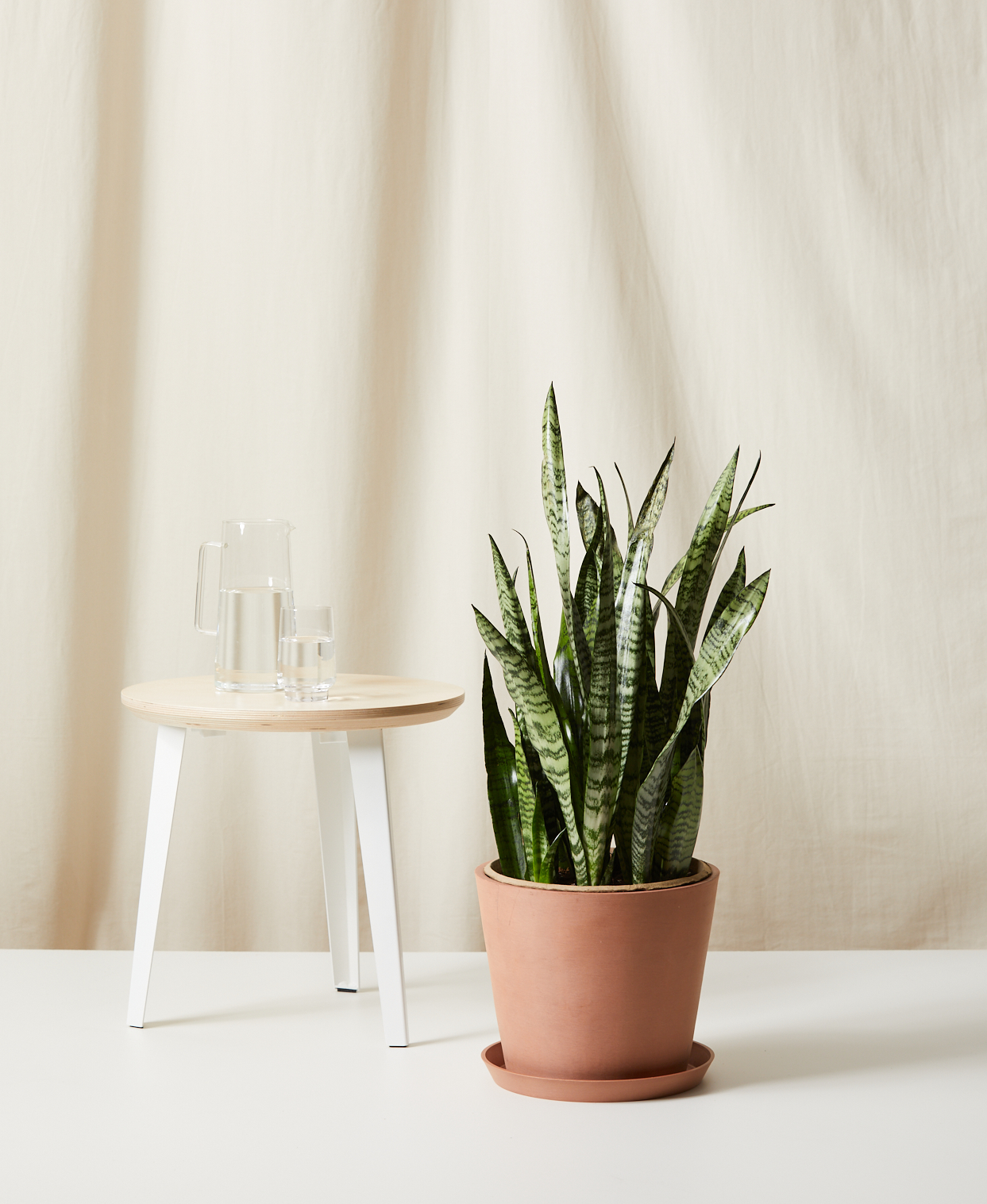 Sansevieria