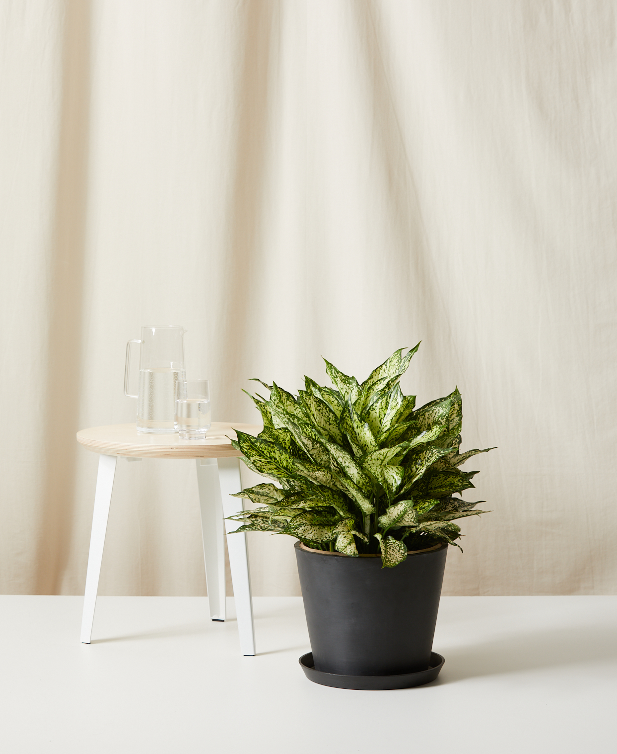 Aglaonema Spring Snow