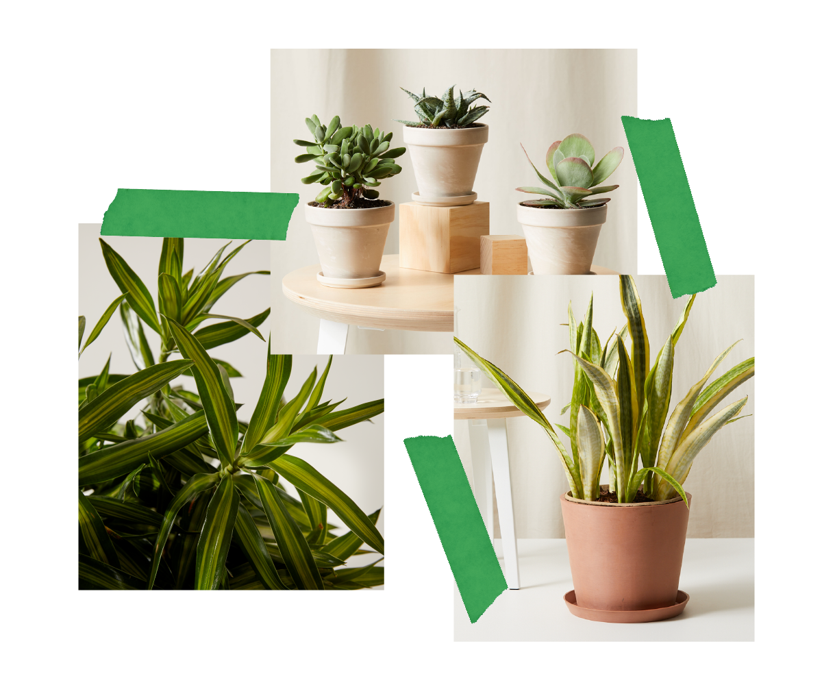 A collage of three plants including the Sunny Succulent Collection, Sansevieria Lauren and the Dracaena Song of Jamaica.