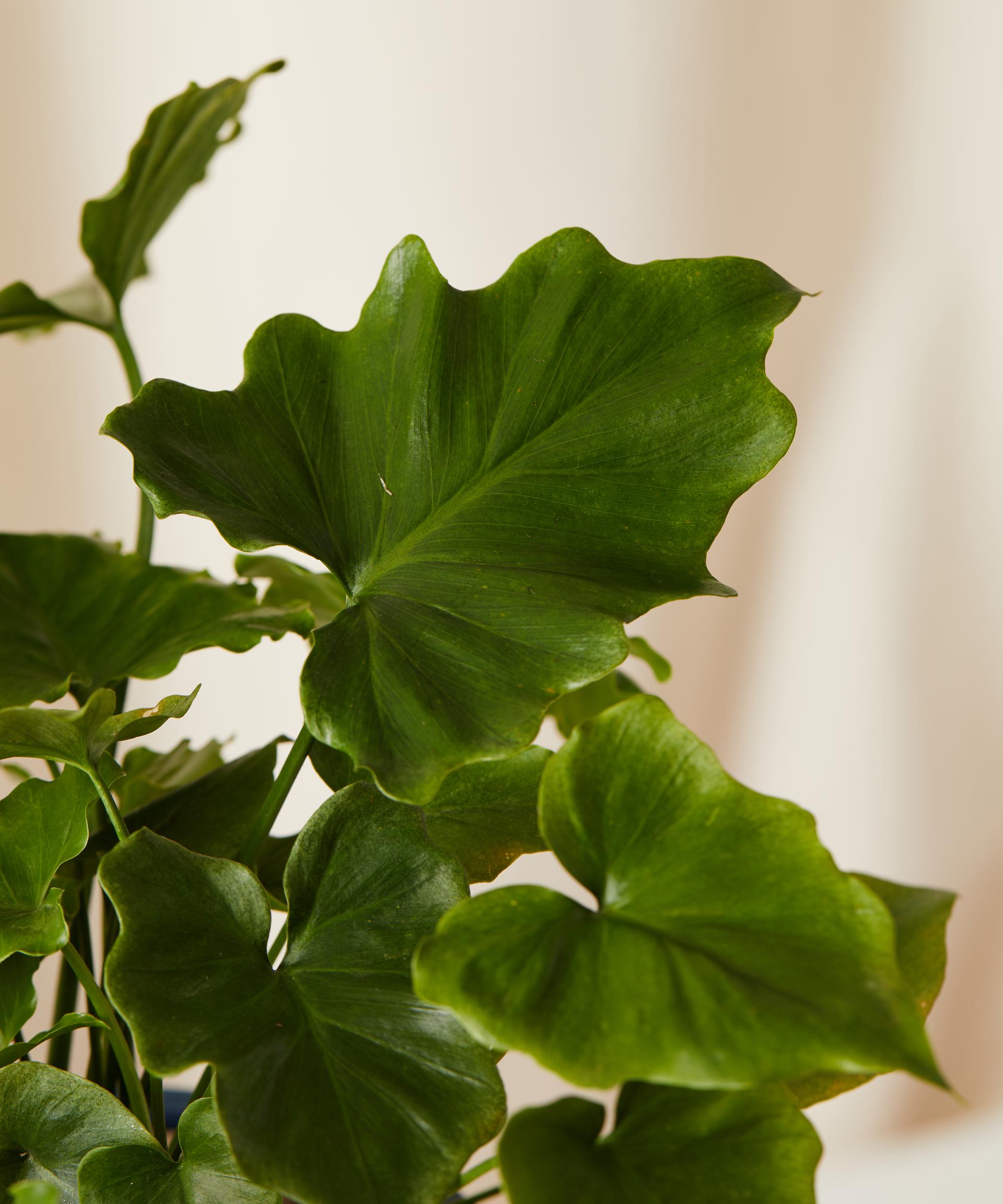 A close up of the Philodendron Shangri La