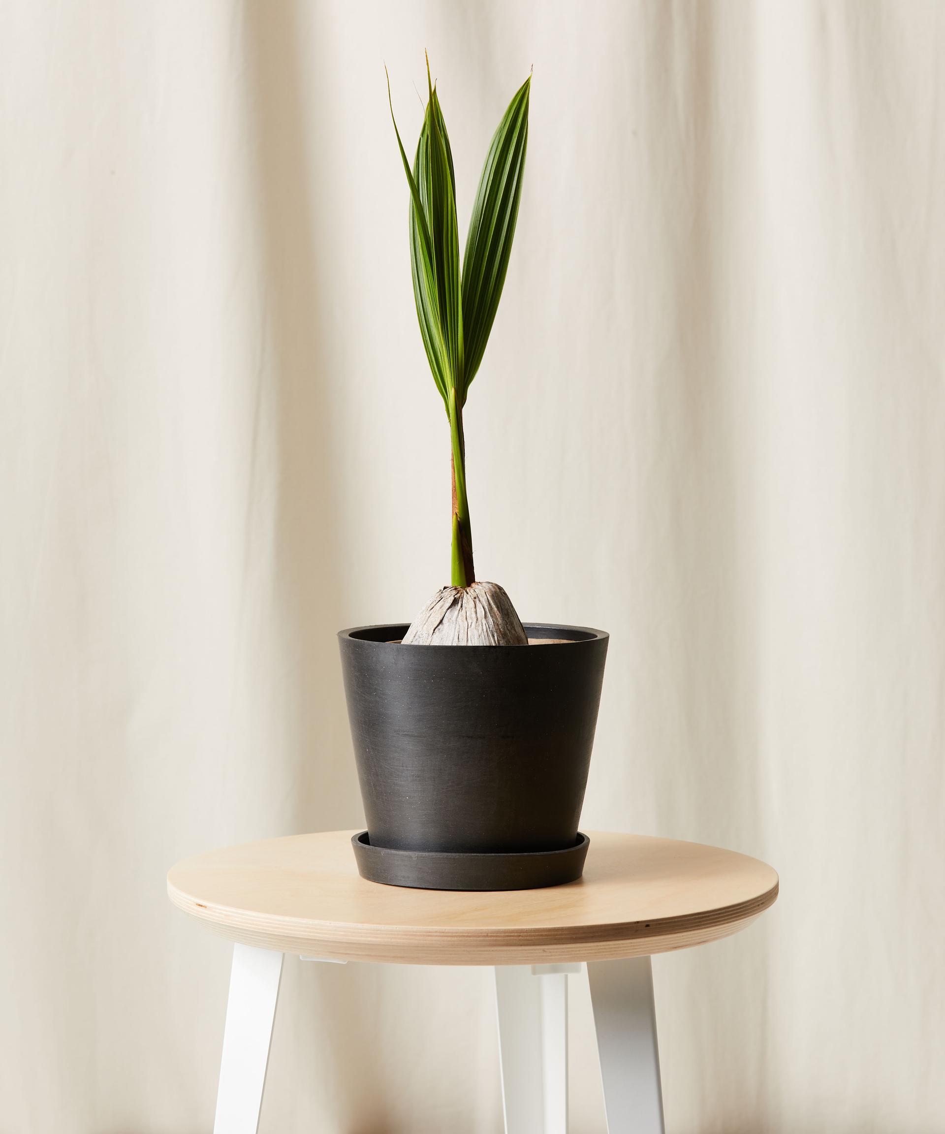 Coconut Palm