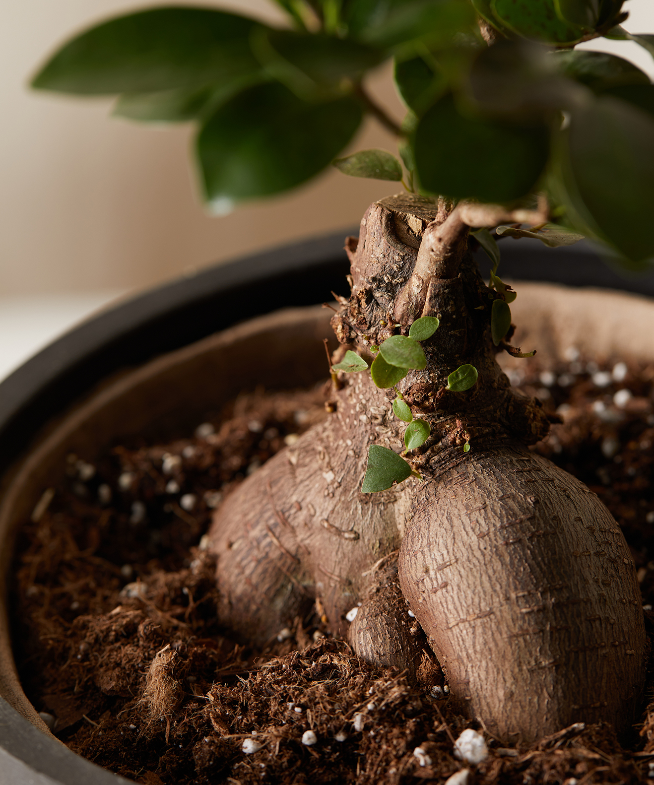 A close up of the Ficus Ginseng
