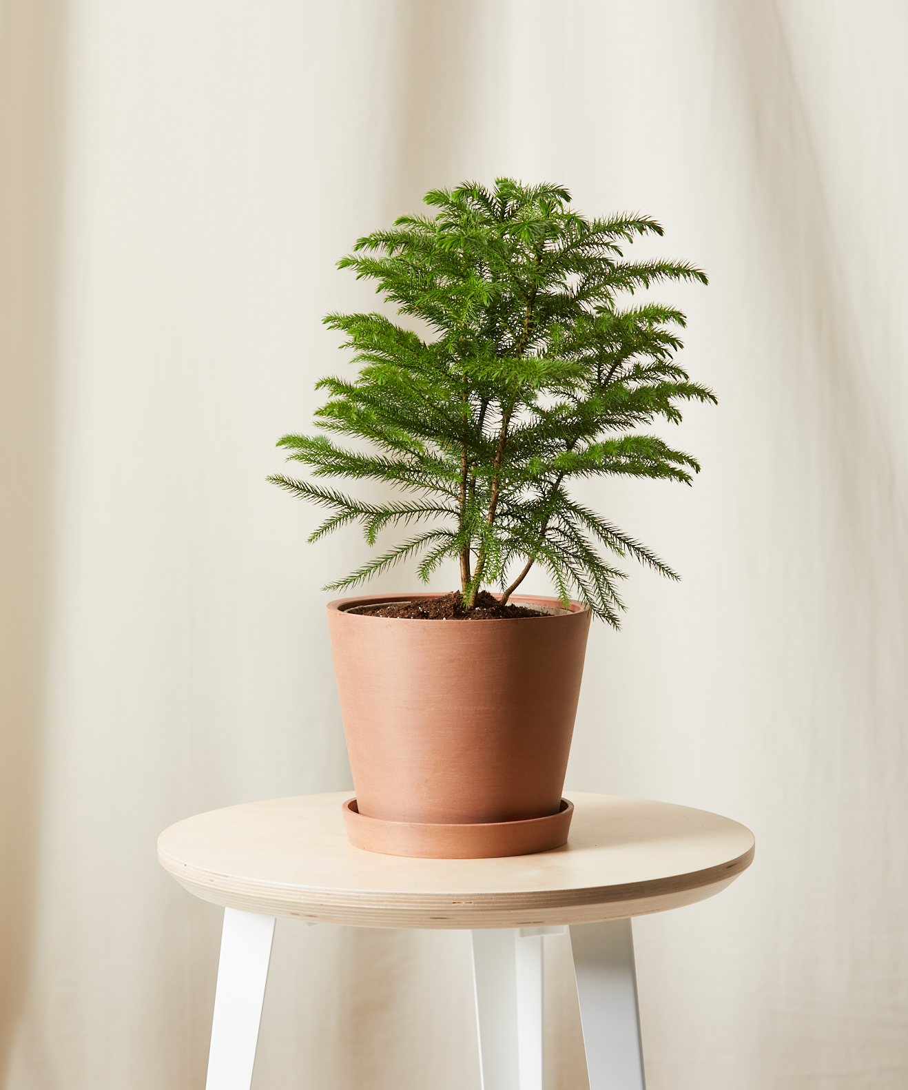 Tabletop Norfolk Pine