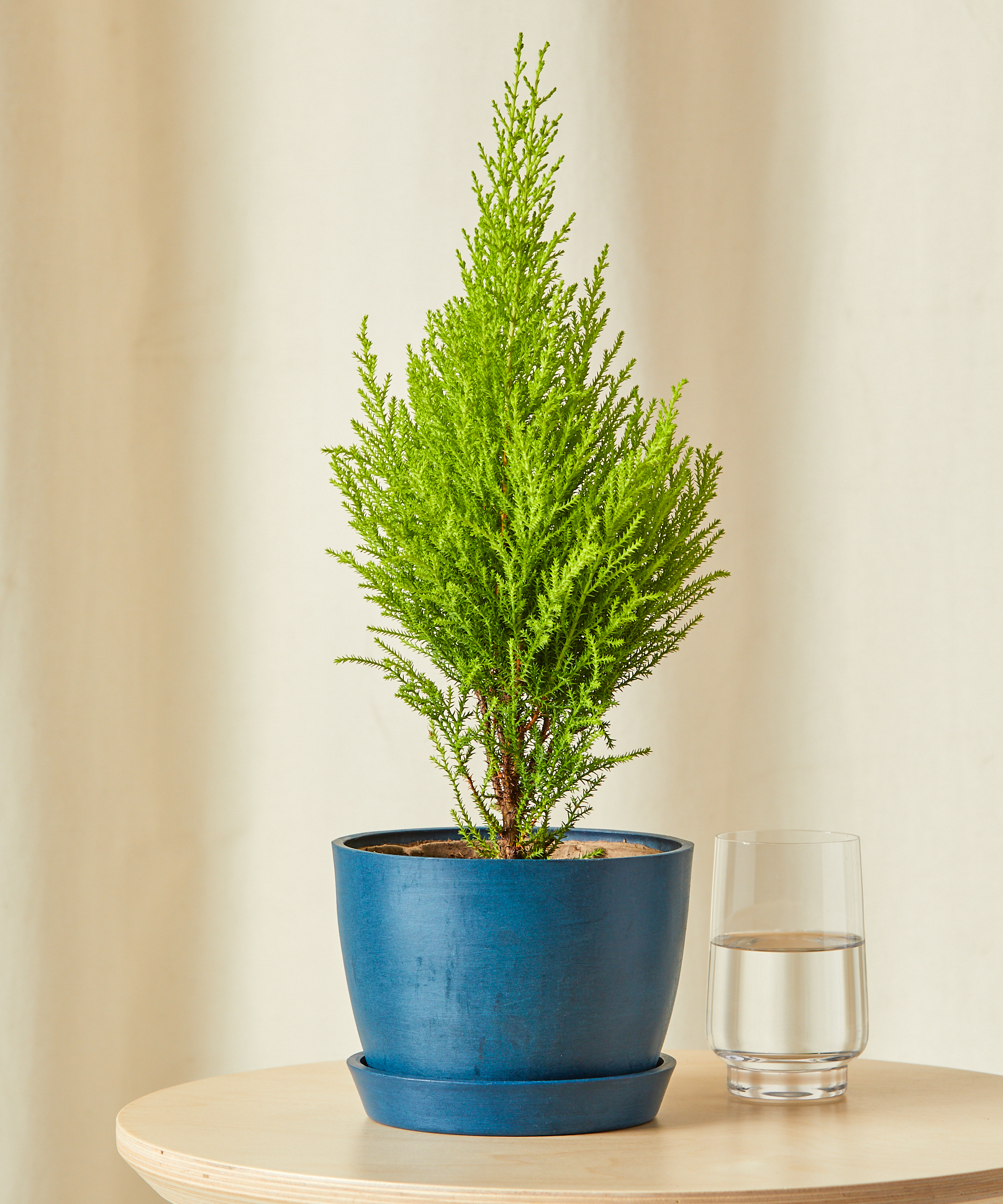 Mini Lemon Cypress