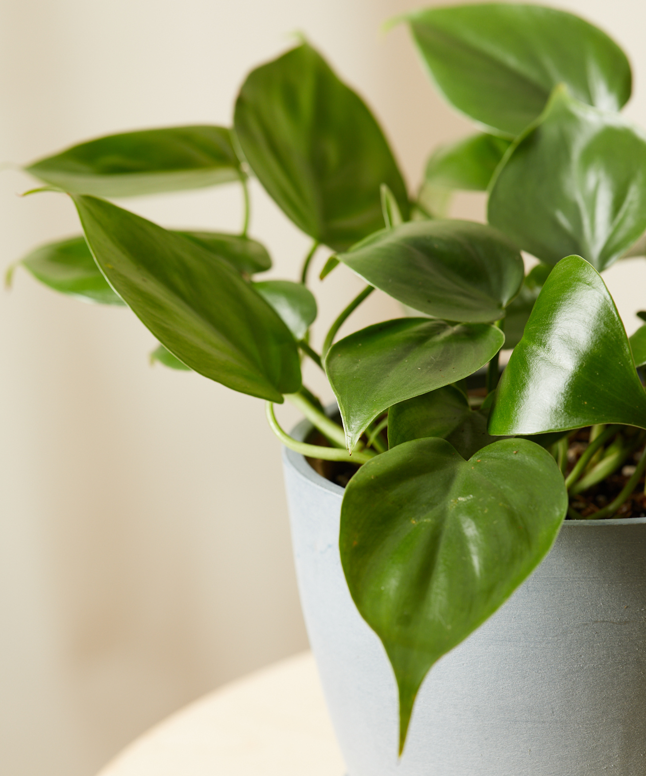 Philodendron Heartleaf