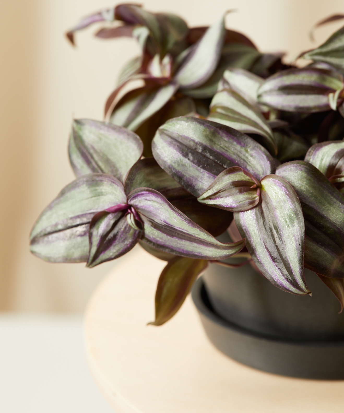 A close up of the Tradescantia Zebrina leaves