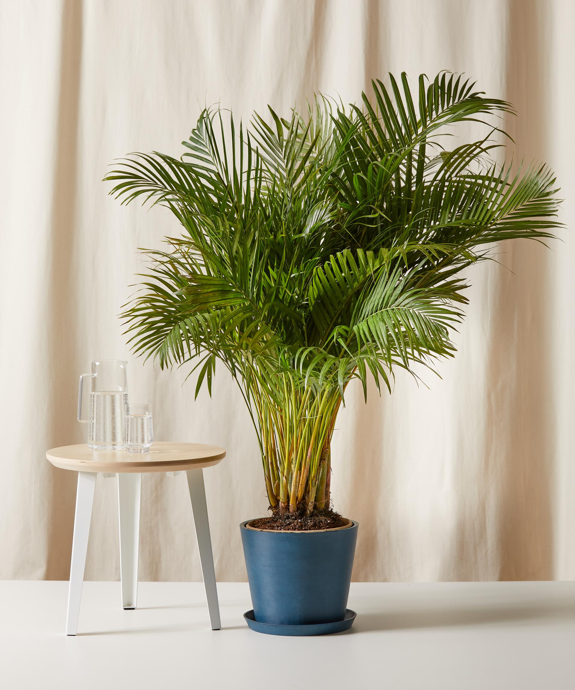 Areca Palm