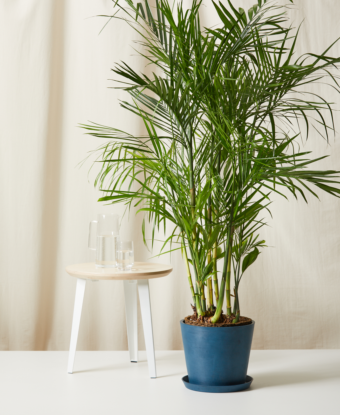 Bamboo Palm in a Indigo Pot