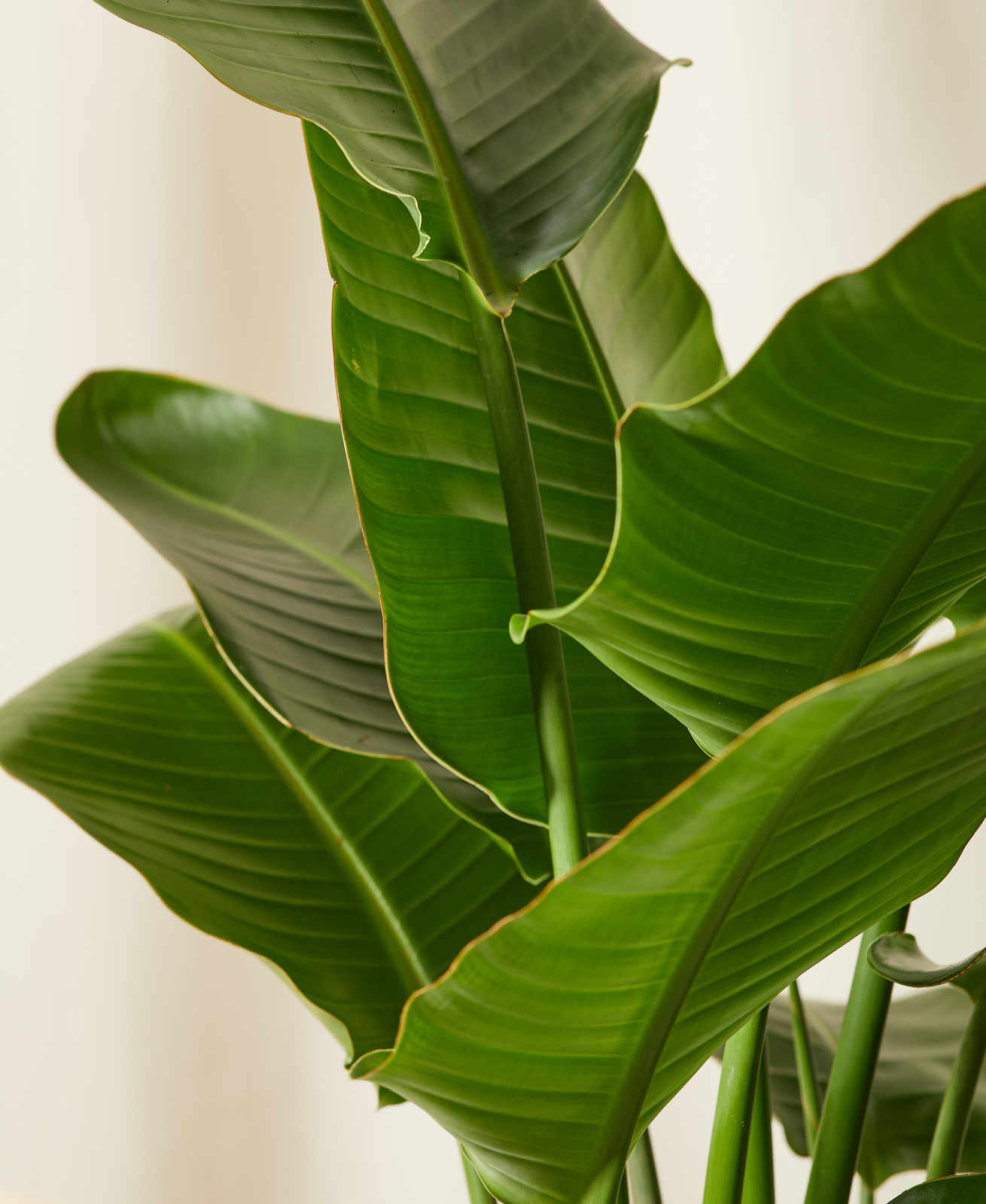 Bird of Paradise Close-up of Leaves