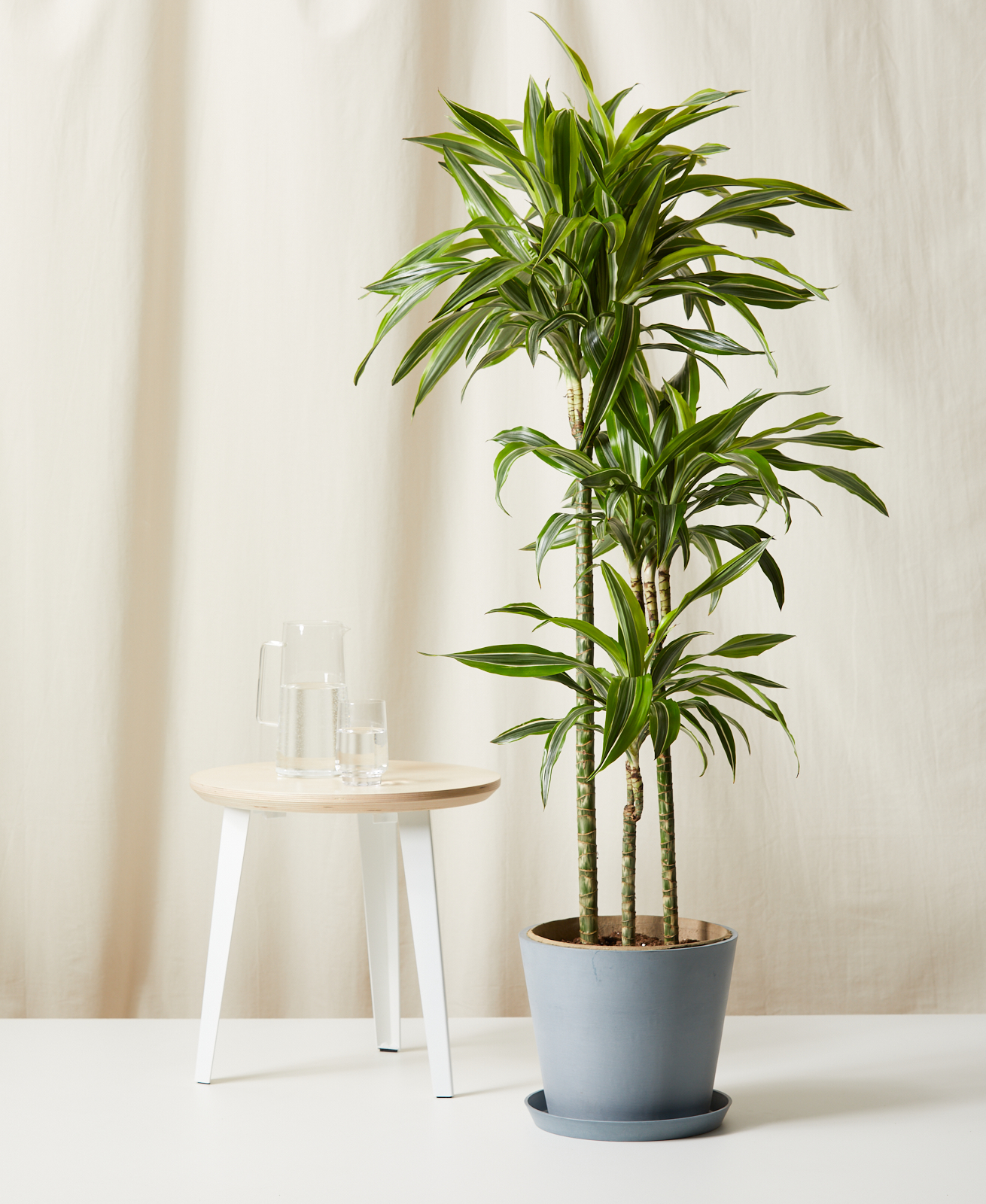 Dracaena Gold Star