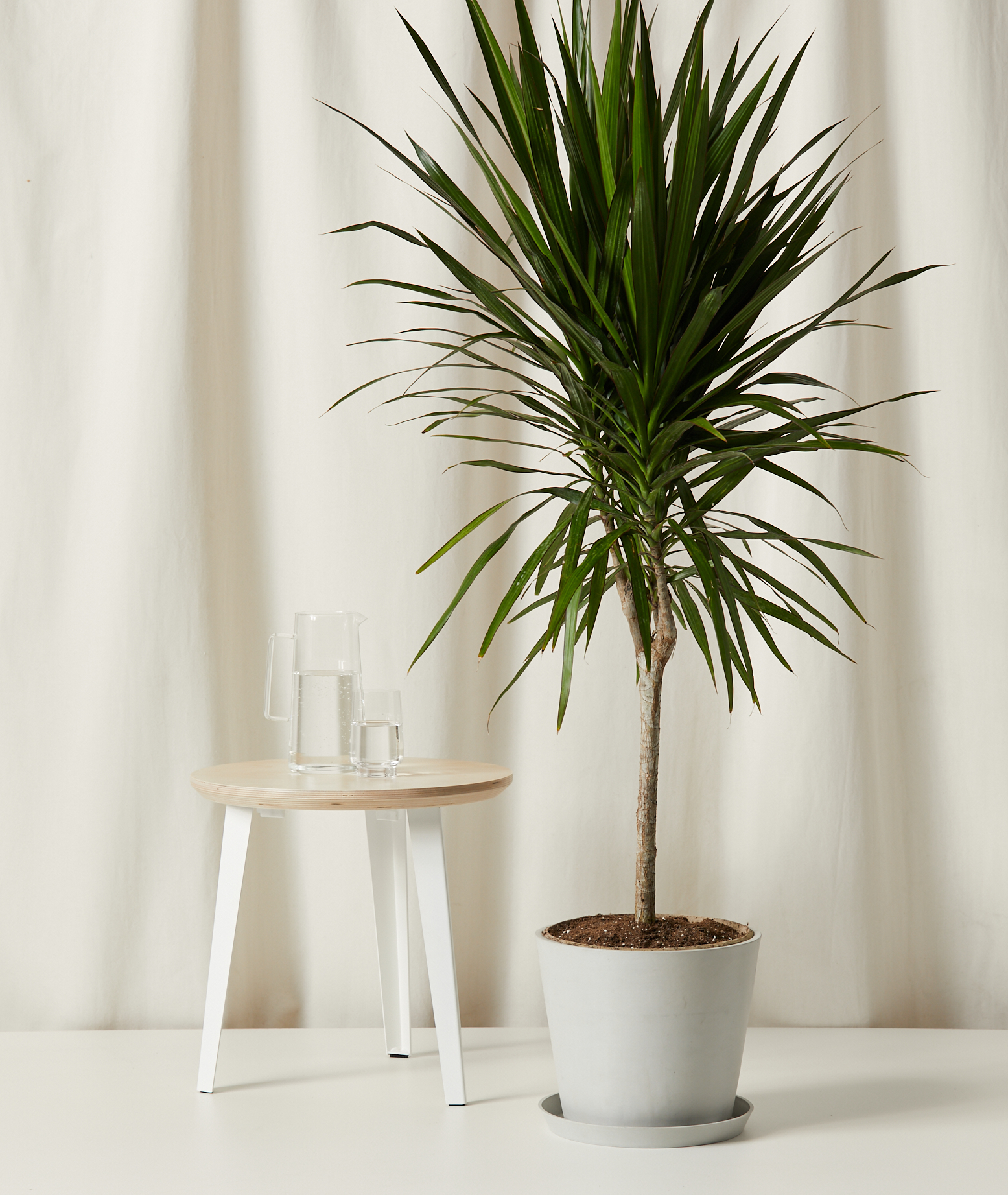 A Dracaena Tarzan in a Stone Color Pot
