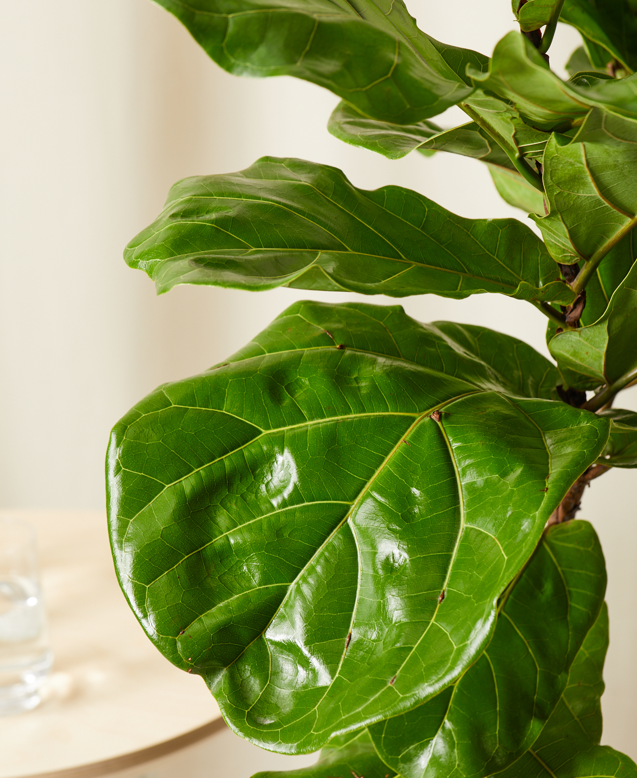 Close-up of Fiddle Leaf Fig Leaves