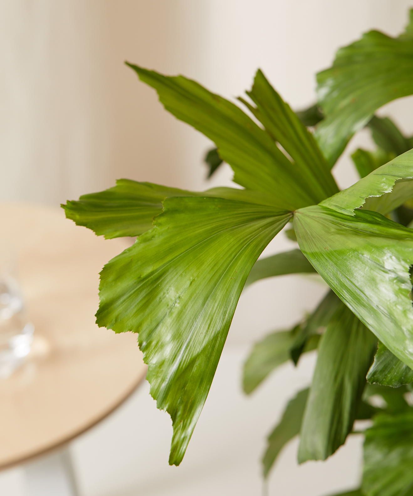 A close up of the Fishtail Palm