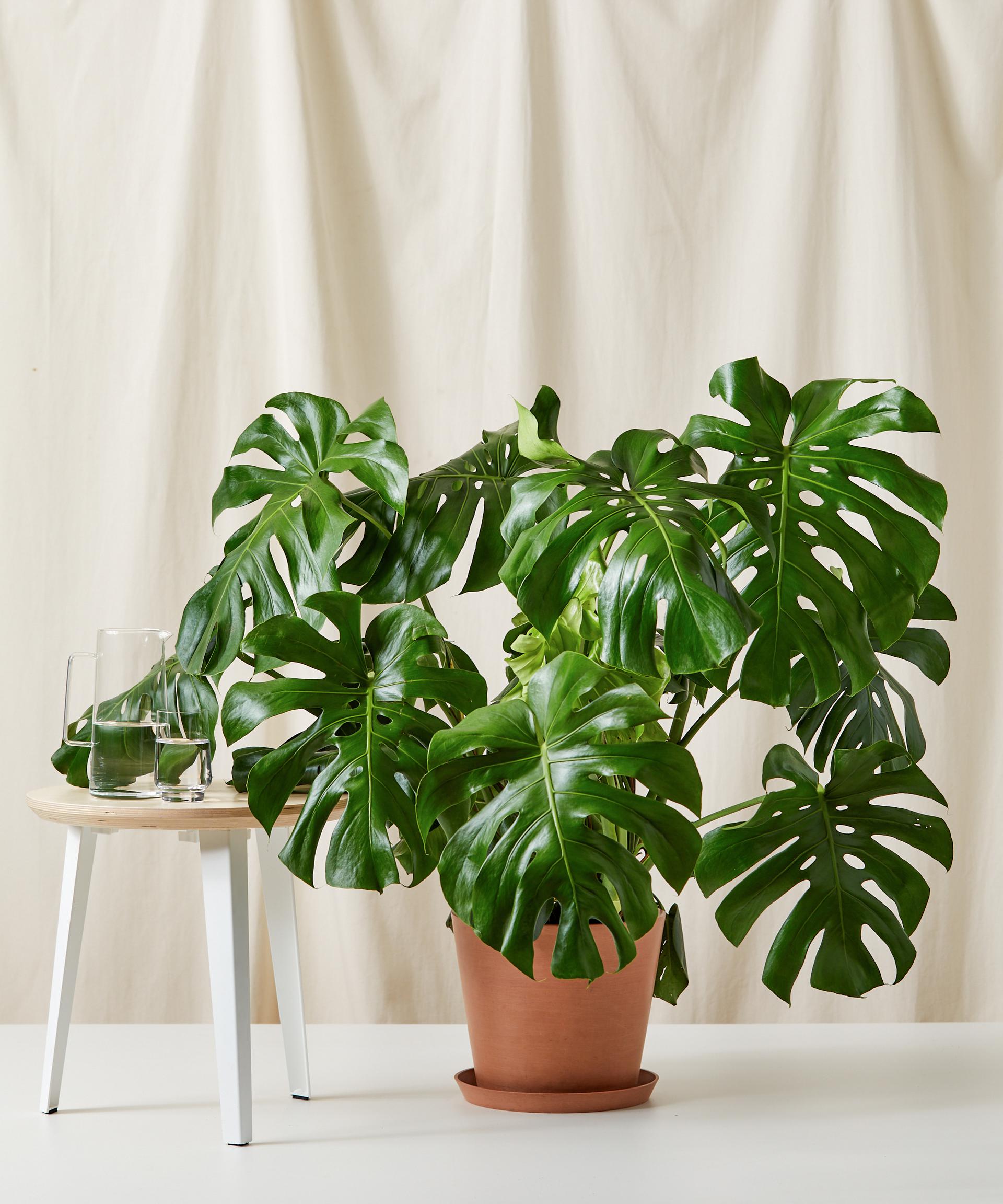 A extra large potted Monstera plant