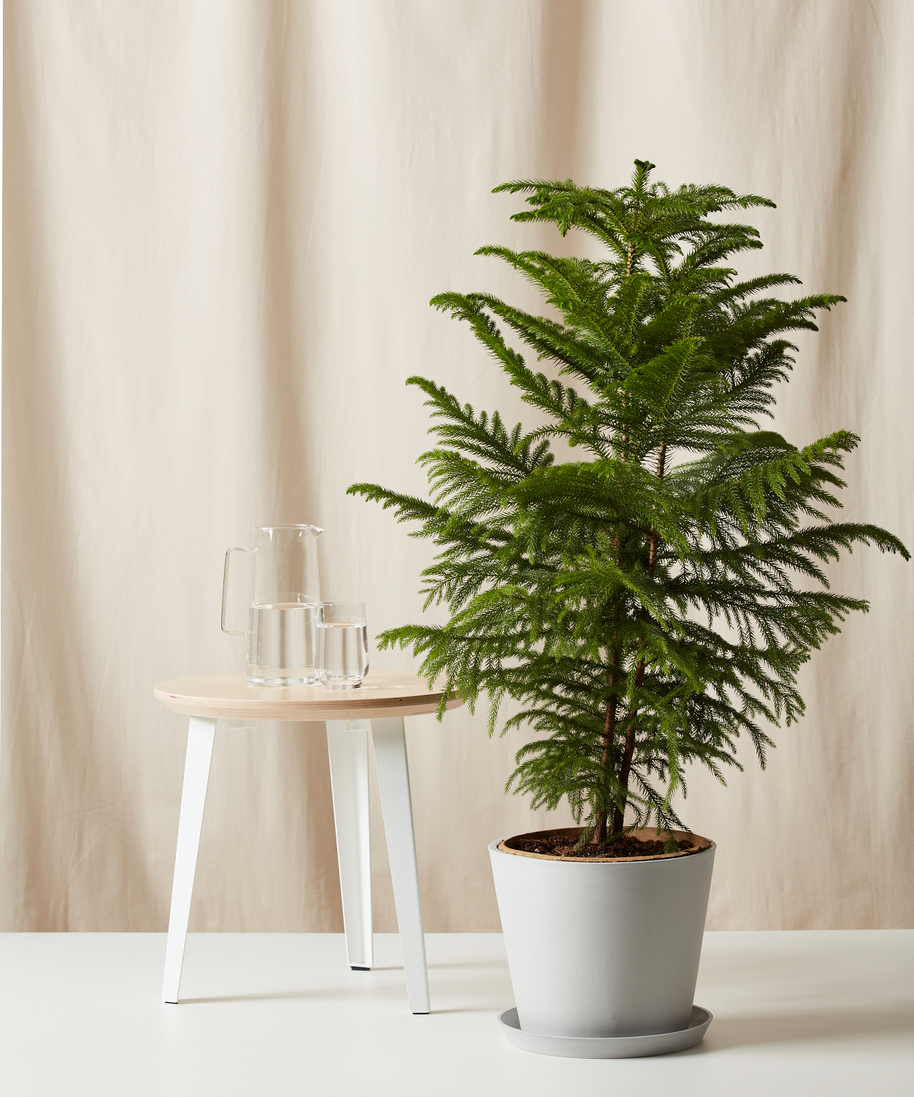 XL Norfolk Pine