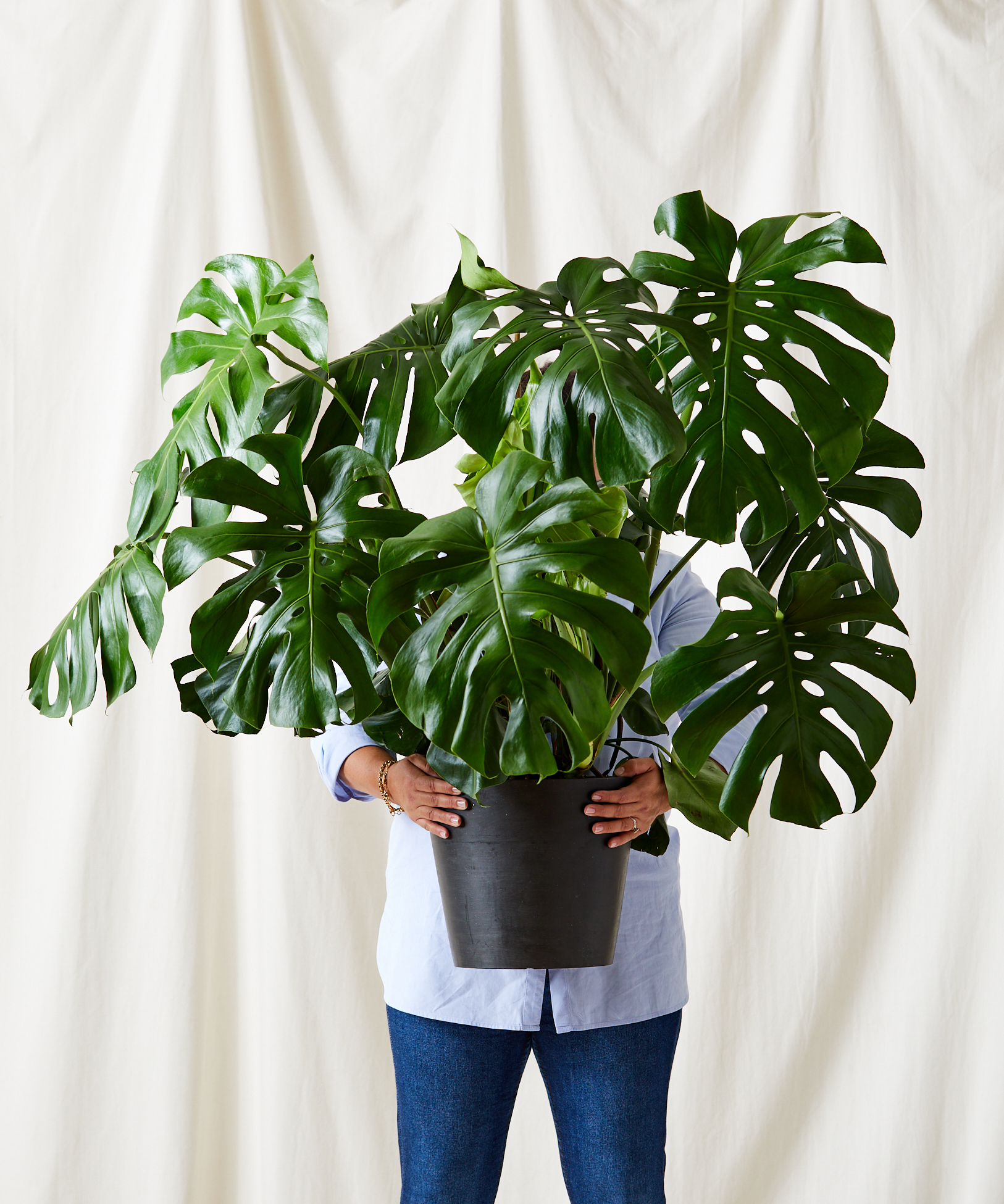 Woman holding a large Monstera plants in her arms.