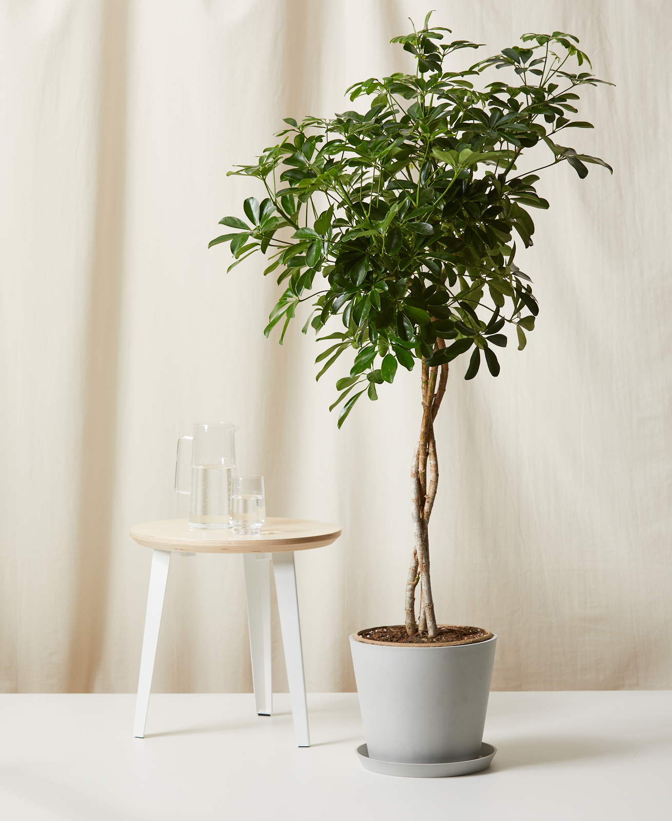 A potted Schefflera Arboricola next to a bar stool.