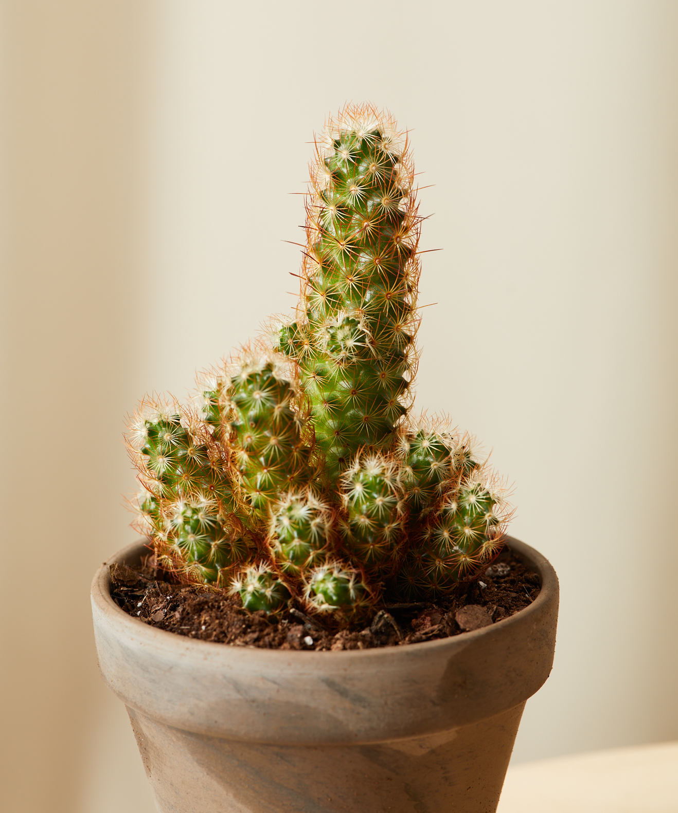 A close up of the lady finger cactus.