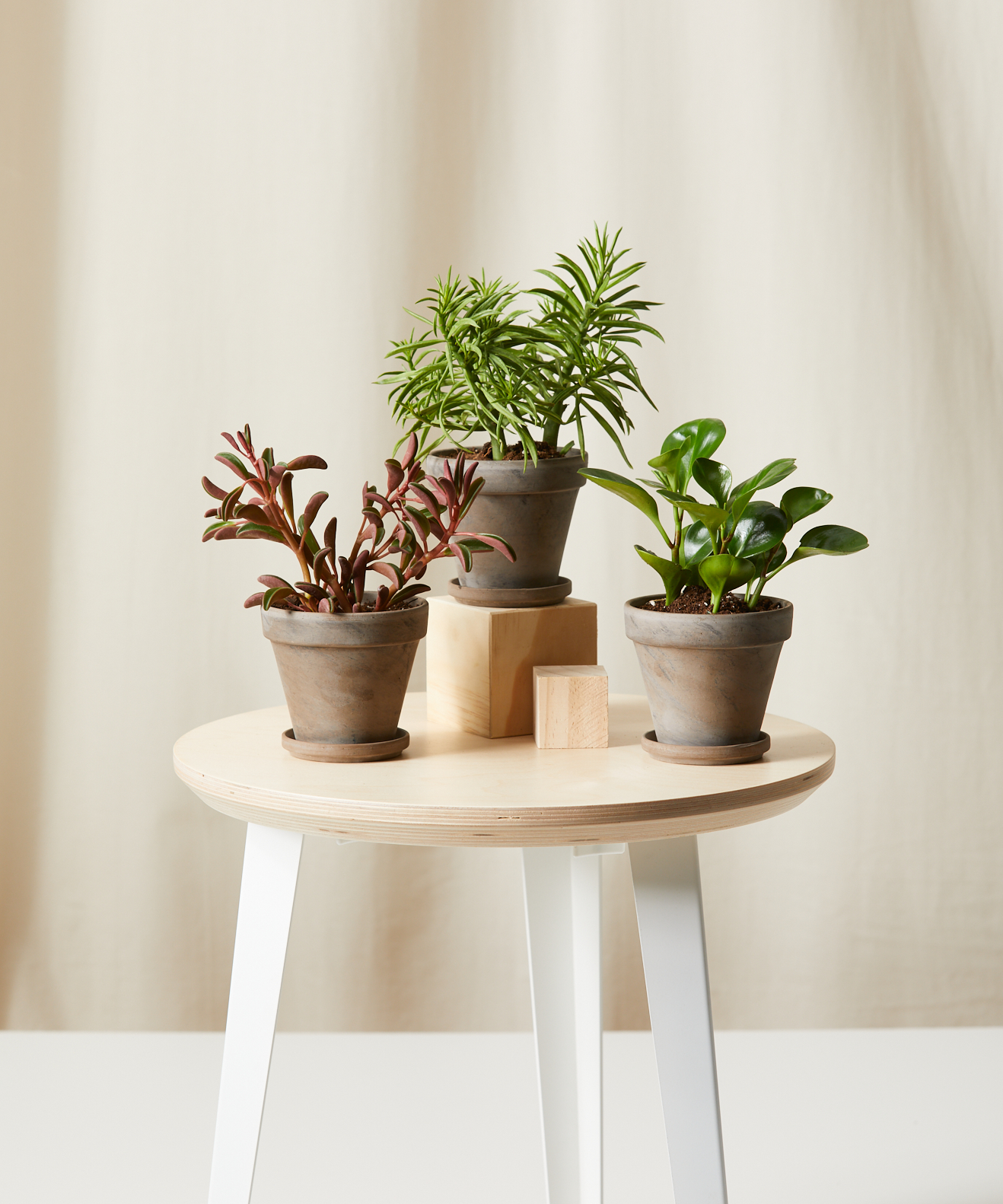 Pet-Peromia Collection