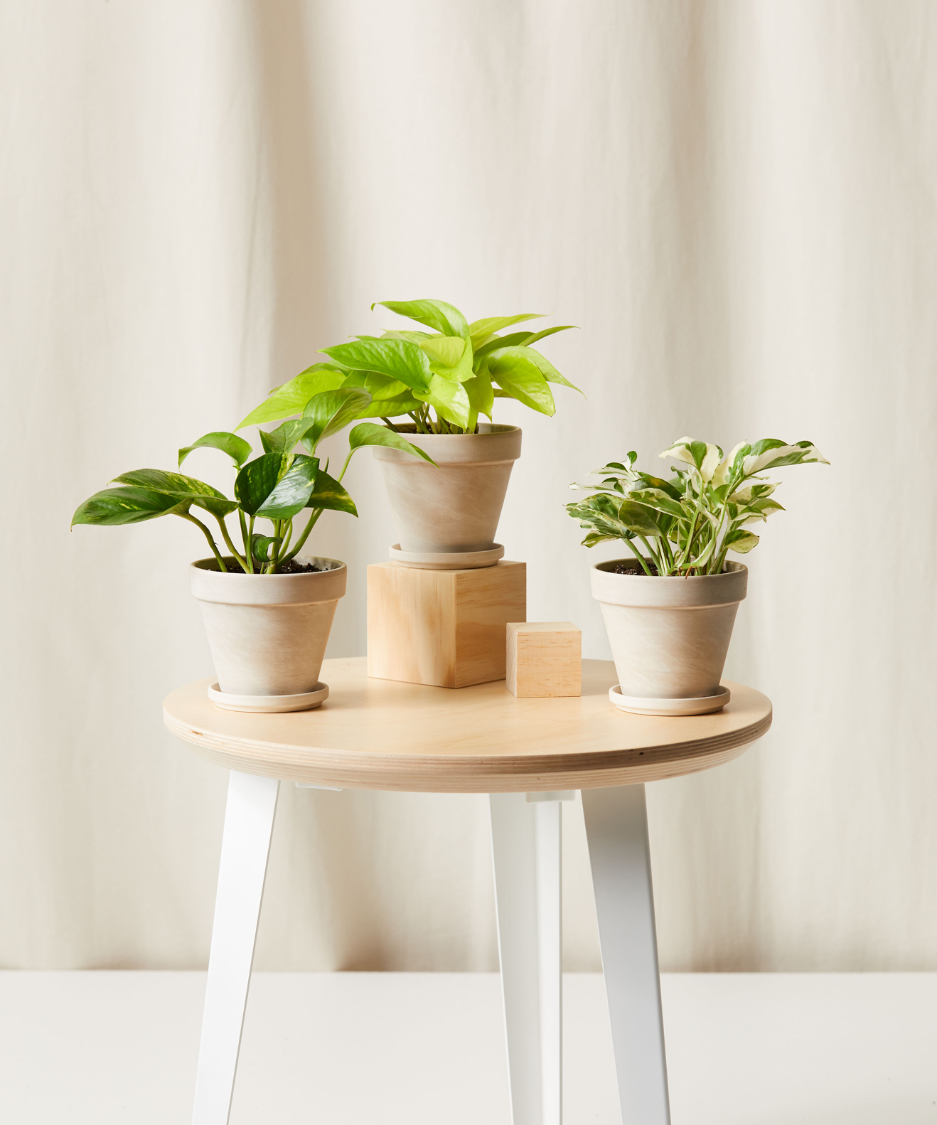Pothos Collection