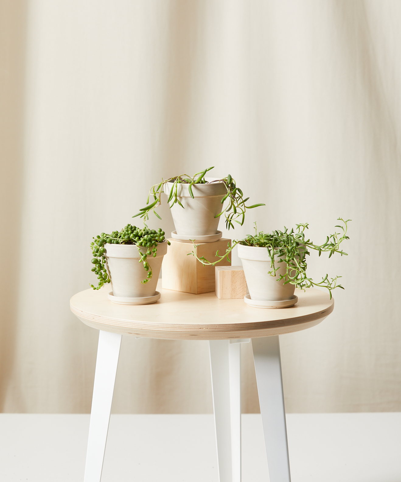 String of Succulents