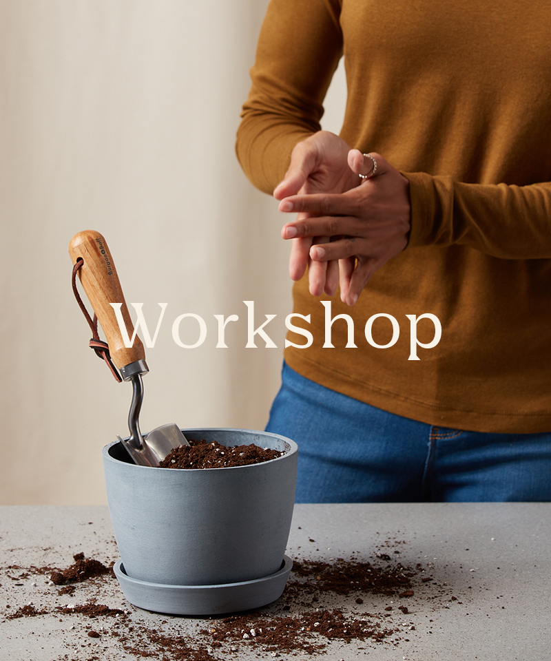 Rookie Plant Care Virtual Workshop