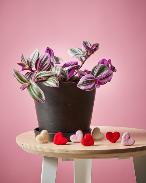 Tradescantia Nanouk